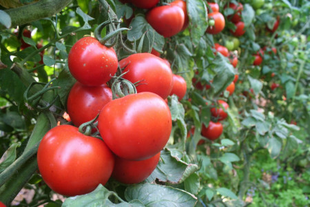 Всхожесть будет 100%: замочите в этом живом растворе семена помидоров — секрет бывалых овощеводов