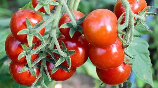 До 10 кг с метра: Хитрые дачники сажают только эти помидоры — растут даже без полива