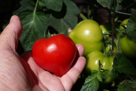 Урожай томатов будет рекордным: главное — высадить рассаду этим необычным способом — будет мощной и крепкой