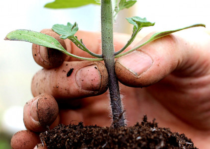 Черная ножка не погубит рассаду: обработайте растения этим настоем — совет бывалых дачников