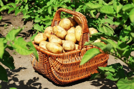 Сбор урожая планируйте на июнь: этот неприхотливый сорт картофеля созревает через 45 дней — гордость отечественных селекционеров
