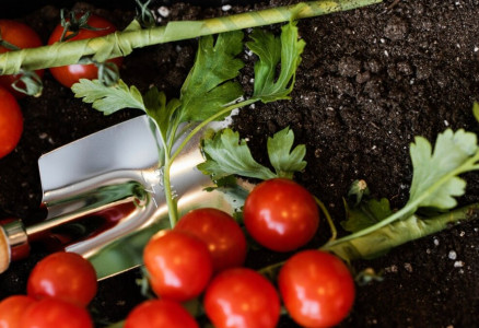 Растет вширь: агроном со стажем Кузьмицкая рассказала, как вырастить качественную рассаду помидоров — все легко и просто