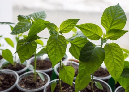 Почему скручиваются листья у перца: причины и методы решения проблемы — совет от агронома