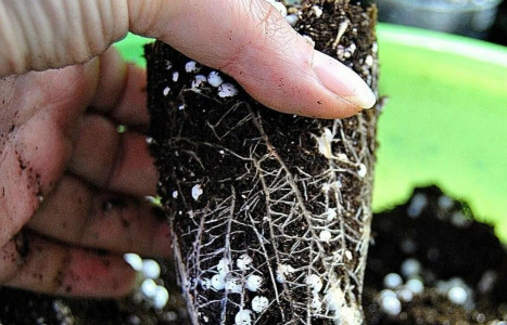 Хитрые дачники закапывают в горшки с рассадой пенопласт: Вот для чего это делают — пользу объяснила агроном Давыдова