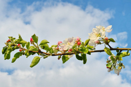 Чтобы не потерять урожай яблок, срочно проведите в марте эту обработку: просыпается яблонный цветоед — злейший враг дачника