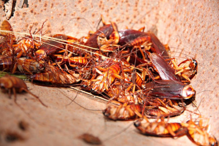 Тараканы гибнут в огромных количествах: Делаем для них шикарную ловушку — мимо пройти не смогут