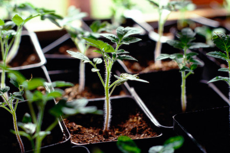 Закаливание: простой агроприем для выращивания здоровой и коренастой рассады — совет агронома «Тимирязевки»