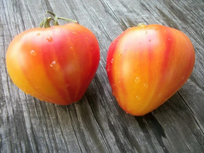 Герои сезона: семена этих томатов агрономы скупили еще осенью — бомбический вкус и без хлопот