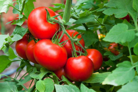 Рассада томатов будет крепкая и коренастая: этот хитрый трюк позволит вырастить компактные кусты — урожайность при этом повысится