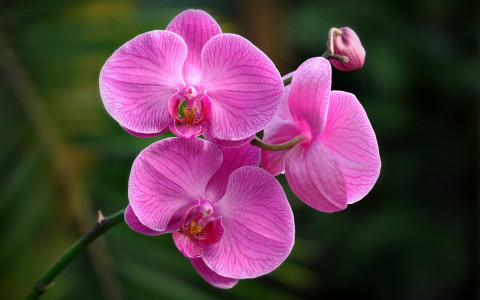 Понадобится всего несколько капель: для безостановочного цветения орхидеи используйте сок этого растения — бутоны станут размером с ладонь