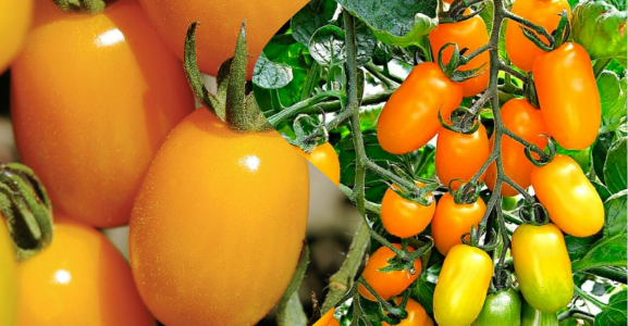 Бесконечный урожай томатов: вот за что этот сорт любят и дачники, и опытные агрономы — до 6 кг помидоров с куста