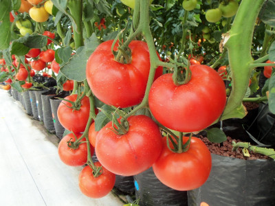 Эта копеечная подкормка обеспечит рекордный урожай томатов: вот чем нужно опрыскать рассаду — раскрыт секрет бывалых дачников