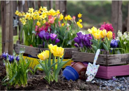 Тюльпаны будут цвести до лета: в Голландии за ними ухаживают именно так — лайфхак от агронома