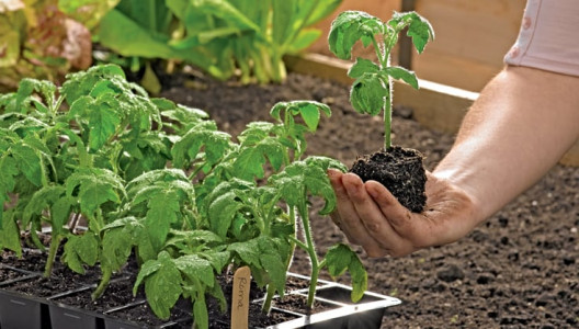 Стимулирует рост корней: с этой подкормкой стебель рассады будет толстым, как палец — забудете о вытягивании растений