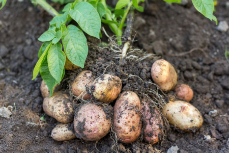 «Будут горы урожая»: Ученые из России разработали дешевое удобрение, повышающее урожайность картофеля