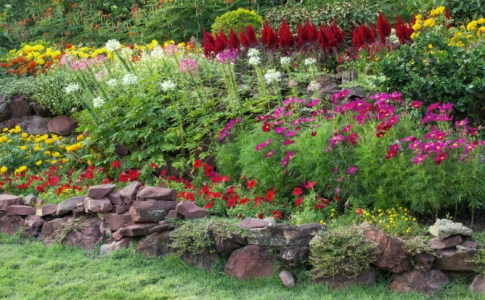 Умопомрачительное разноцветье на вашей клумбе заставит соседей вздрогнуть: 10 лучших растений для переднего края цветника — и никаких сорняков