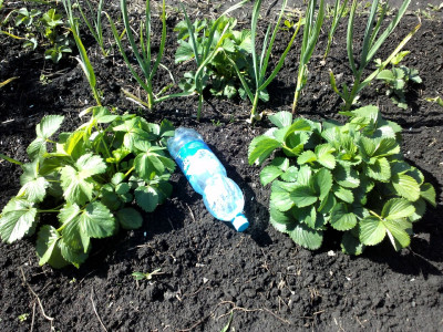 Разбросайте бутылки с водой по огороду: вот для чего это нужно делать — урожай будет в безопасности