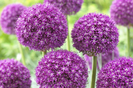 Огромные фиолетовые шары станут украшением любого сада: этот многолетник восхищает даже бывалых дачников — особое цветение