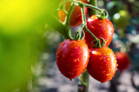 Завалит урожаем томатов: мудрые дачники удаляют листья на кустах помидоров очень осторожно — важные советы