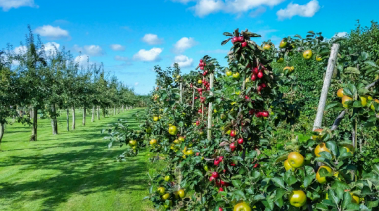 Фантастический урожай фруктов: Агроном Виктория Карелина рассказала о первой обработке сада весной — главное действие