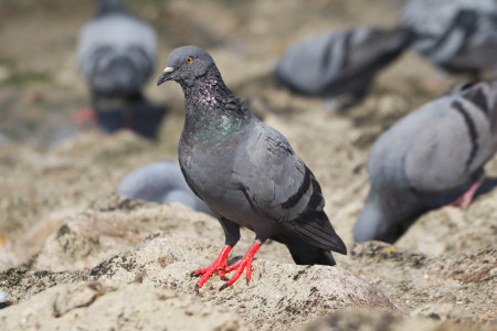 Любителям подкармливать птиц на заметку: паразитолог рассказал о «попугайной болезни»