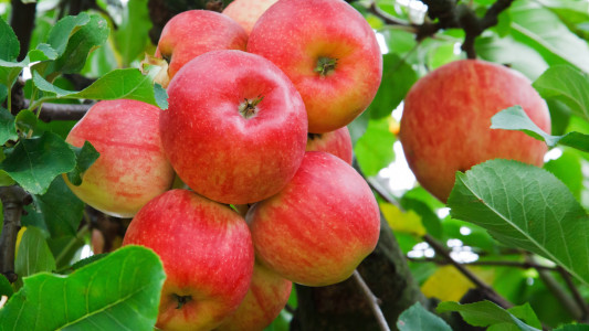 Яблони будут плодоносить до глубокой осени: высадите в приствольную зону это необычное растение — сплошная польза для дерева