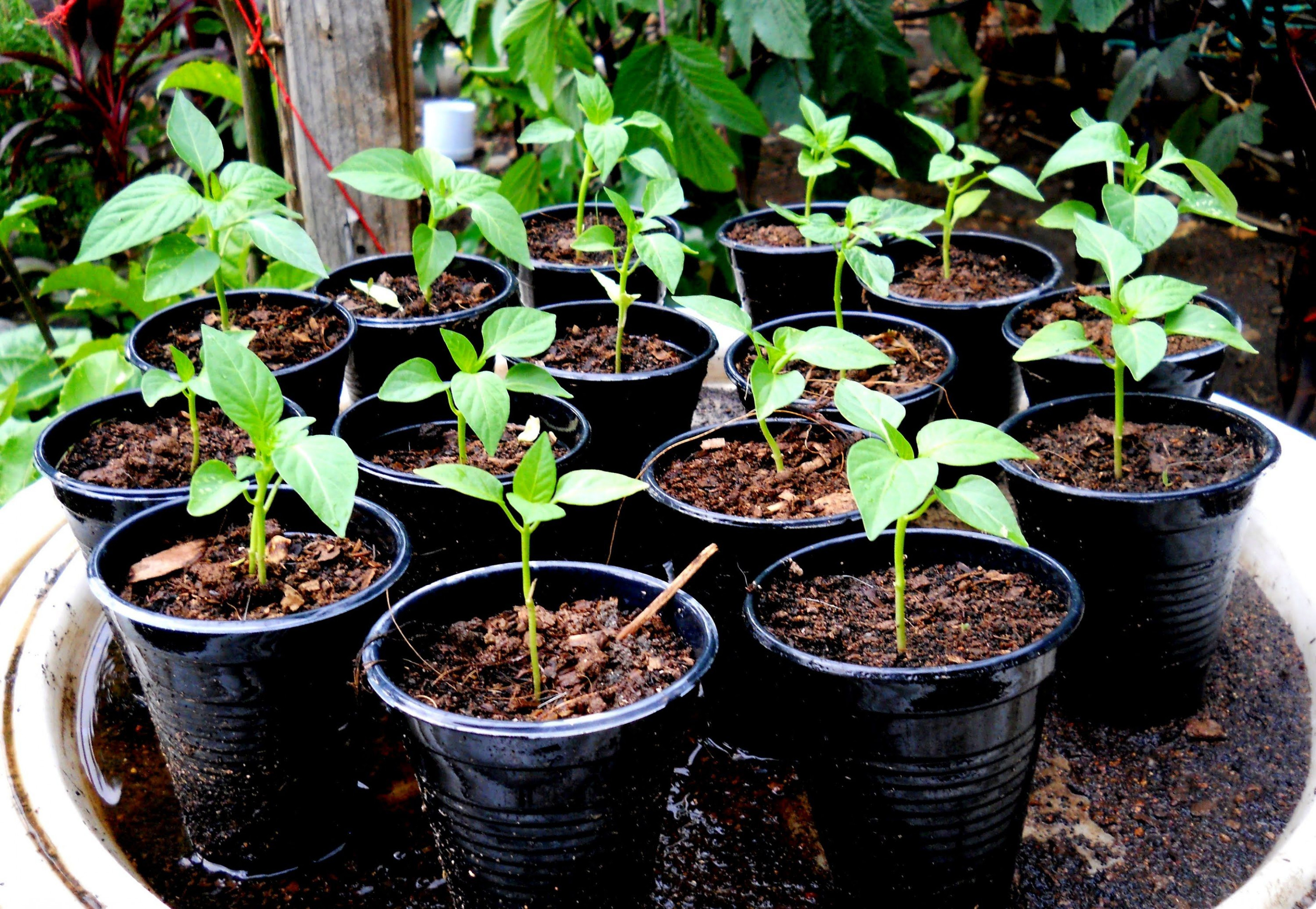 Как ухаживать за перцем после посадки. Seedling «рассада». Рассада перца всходы. Ростки болгарского перца. Перец сладкий рассада