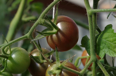 Мощный урожай сочных томатов можно собрать и в своей квартире: Агроном Виктория Карелина раскрыла главное условие роста помидоров на подоконнике — удобрения и уход не понадобятся