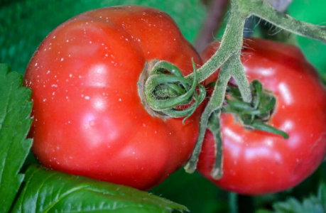 Мучнистая роса никогда не появится на ваших томатах: Продвинутые садоводы обрабатывают помидоры дважды этим дешёвым составом — без всякой химии и усилий