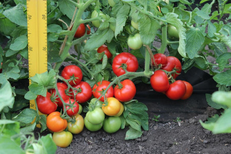 Умные дачники сажают только их: Эти 2 сорта помидоров идеальны для еды и засолки — растут даже в сухой траве