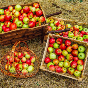 Урожай будете собирать тоннами: 3 вида подкормки для яблони — рекомендует агроном Ксения Давыдова