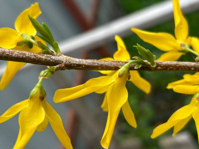 Ярко-желтый фейерверк: Соседи свернут головы, пытаясь заглянуть к вам во двор — высаживать эту красавицу нужно в апреле