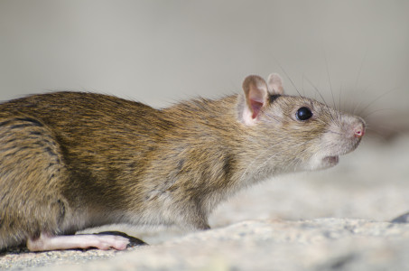 Шестиногие мыши в лабораторных условиях: ученые создали грызунов-мутантов — вот зачем это нужно