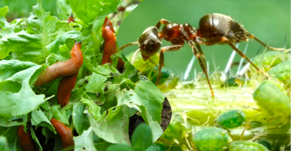И удобрение, и яд для вредителей: избавит от муравьев, слизней, улиток, мошек и тли — сверхмощное средство 2 в 1