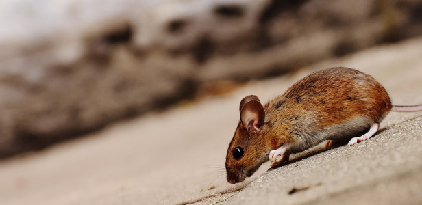 Ошалевшая крыса выпрыгнула из унитаза в общественном туалете: встреча мужчины с ней закончилась реанимацией