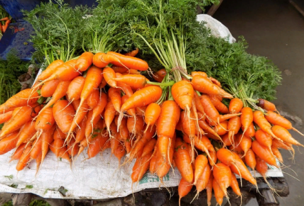 100% всхожесть семян моркови будет обеспечена: Вот что делают перед посевом грамотные садоводы — секрет на миллион