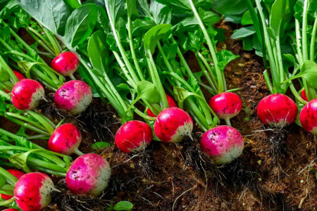 Эти сорта редиса можно сажать всё лето: корнеплоды сочные и вкусные — никакого стрелкования и горечи