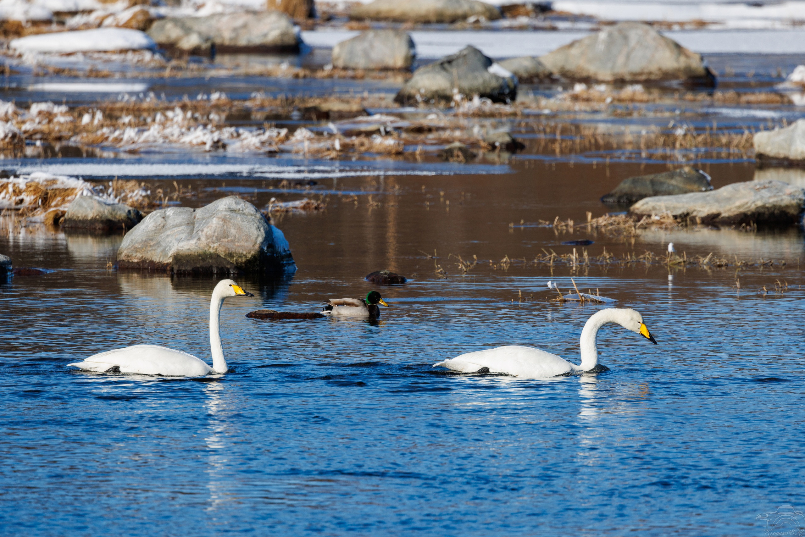 Лебеди завершили путешествие по теплым краям и вернулись на водоемы Мурманской области