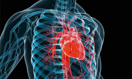 Лучшая защита от любых болезней сердца: спасти орган возможно без напитков и упражнений — достаточно ежедневно делать это