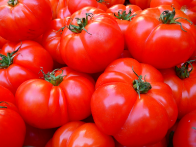 Мудрые садоводы всегда собирают томаты гигантского размера: Вот что они делают с помидорами — урожайность зашкалит