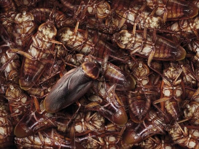 Тараканы гибнут тысячами: Просто угостите их этим простым «лакомством» — ужин будет для них последним