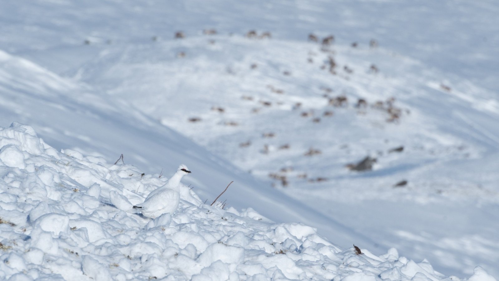 Неожиданный тандем: куропатки добывают пропитание в Мурманской области с помощью северных оленей