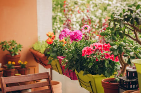 Превратите ваш балкон в мини-сад: посадите эти неприхотливые цветы — рекомендация агронома