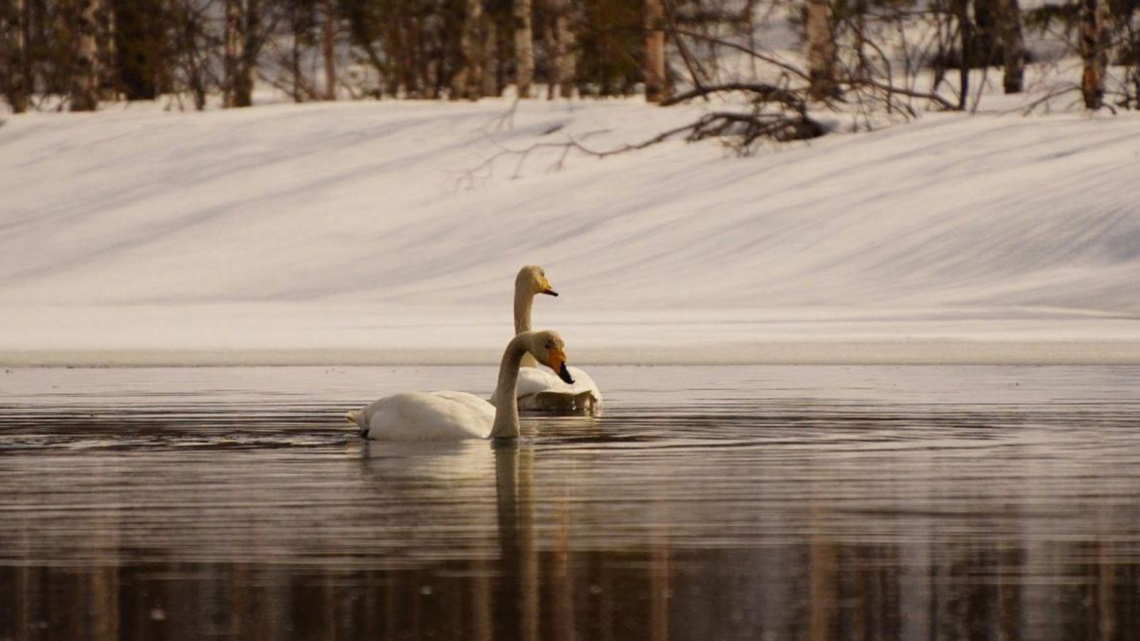 Жители Ковдора заметили на водоеме пару белых лебедей