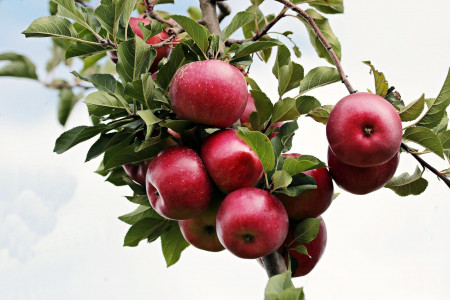 Ушлый сосед-дачник делает насечки на яблоне не просто так: вот для чего это нужно — решение всех проблем с плодовым деревом
