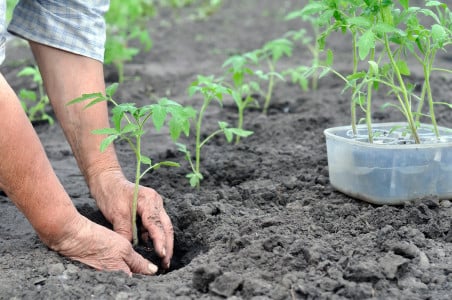 Урожайность помидоров станет рекордной: при высадке рассады томатов соблюдайте такое расстояние — хитрость садовода со стажем