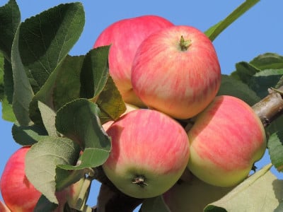 Хитрый сосед-садовод выкапывает траншею вокруг яблони: вот для чего это необходимо — максимальная польза для плодового дерева