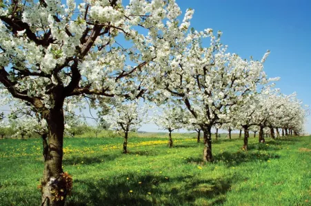 Завязи вишни осыпаться не будут: во время цветения обязательно проведите 3 важных мероприятия — ждите обилия ягод