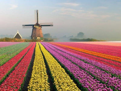 Геометрические поля Голландии отдыхают: простой лайфхак поможет сделать идеальную клумбу с тюльпанами — все дело в яйцах