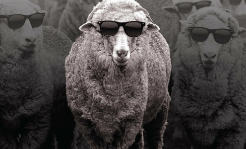 Овцы не паршивые — клоком шерсти не отделаются: у фигурантов дел о хищениях в Минобороны РФ конфисковали земельные участки
